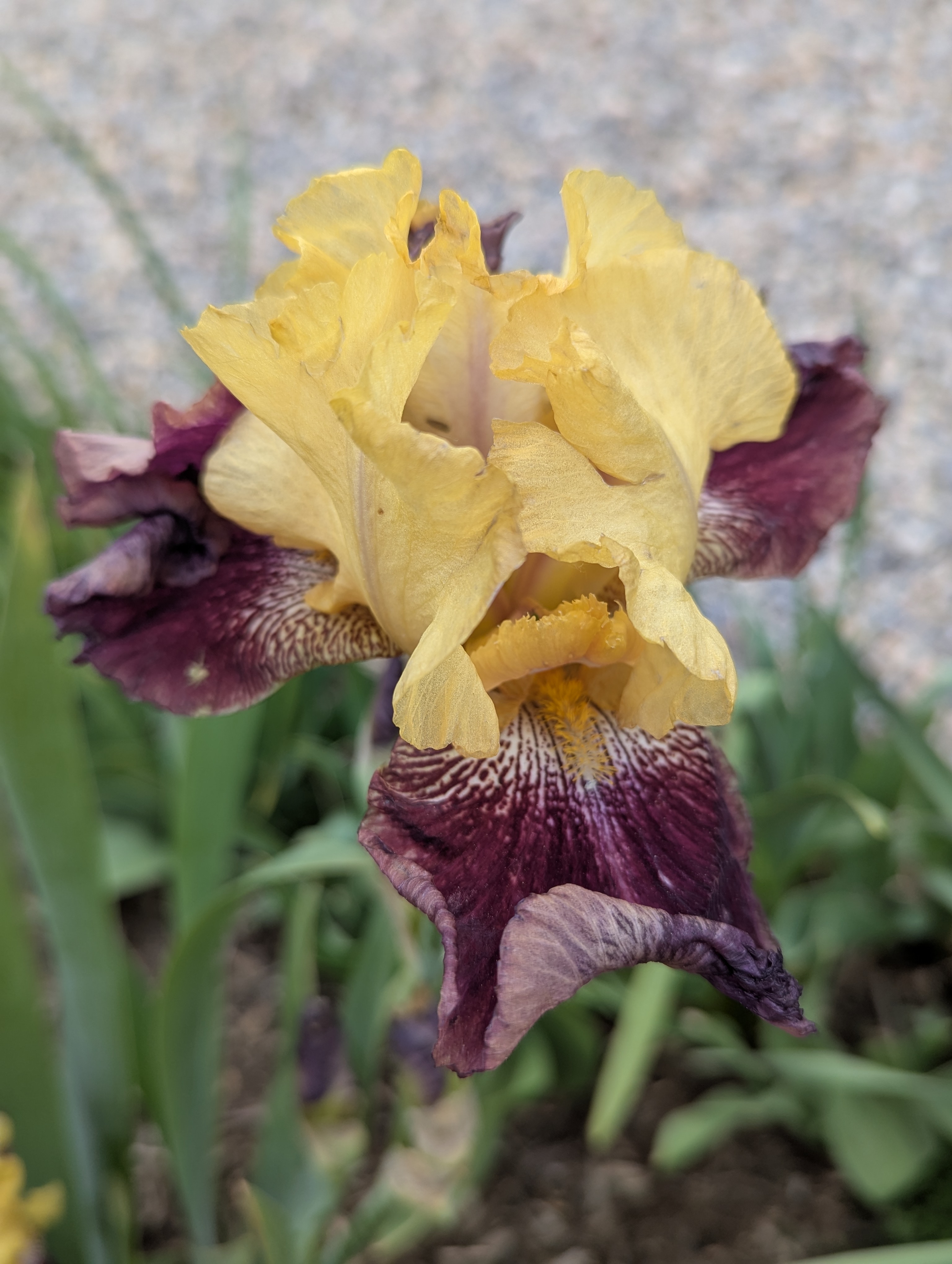 Garden, Flowers, Morrison, Colorado